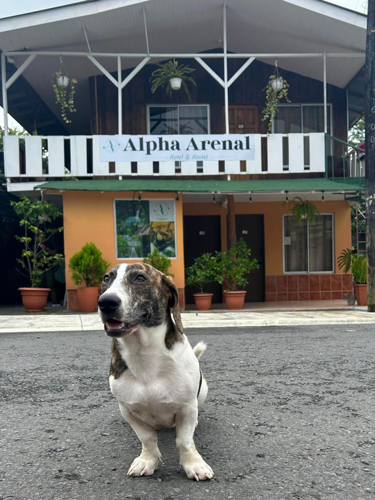 Alpha Arenal Hostel La Fortuna المظهر الخارجي الصورة